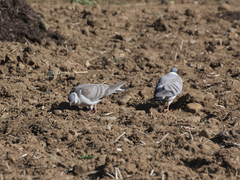 Columba leuconota