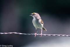 Ammodramus aurifrons