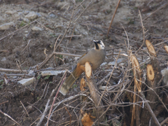 Trochalopteron variegatum