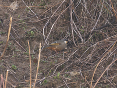 Trochalopteron variegatum