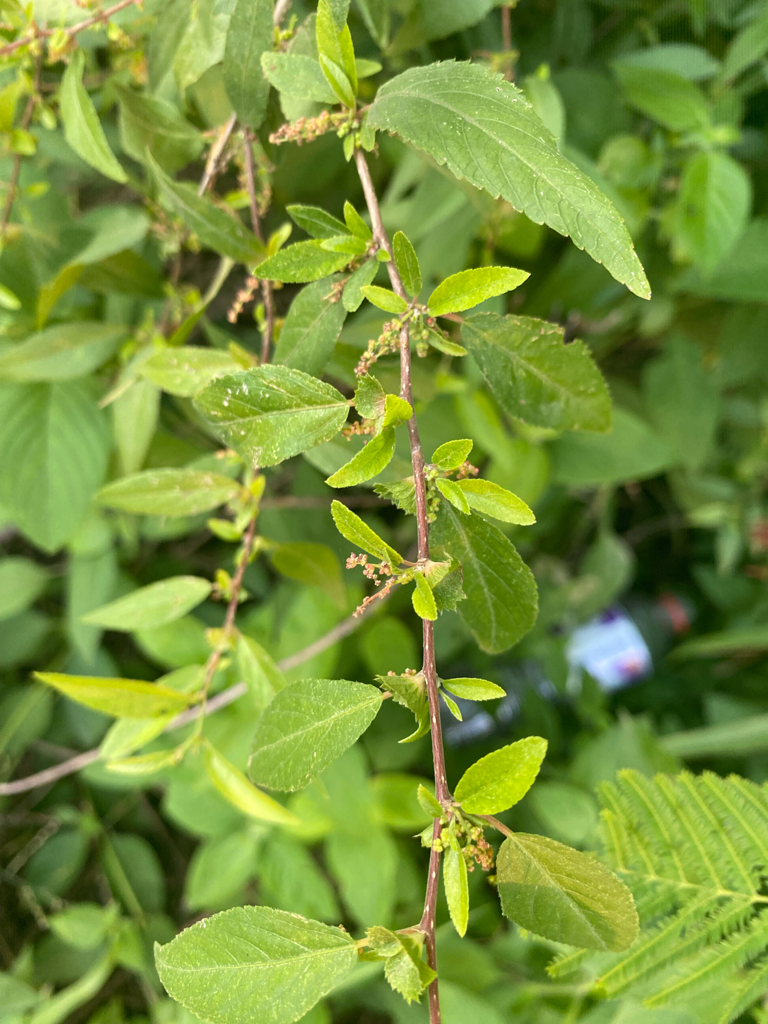 Acalypha lycioides 4