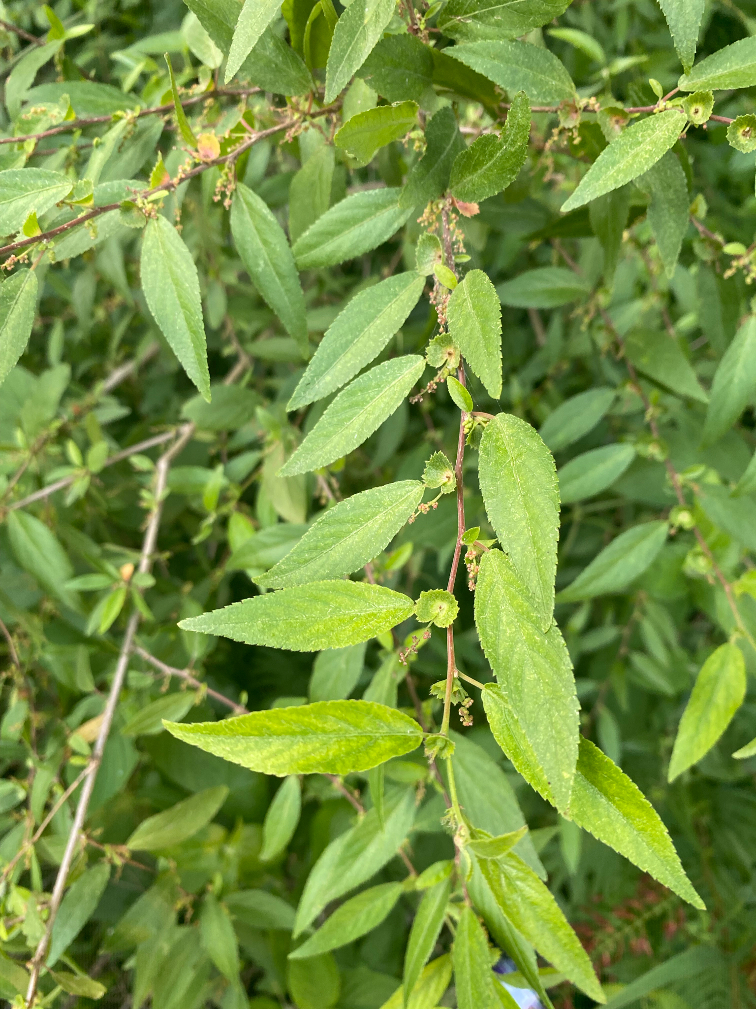 Acalypha lycioides 2