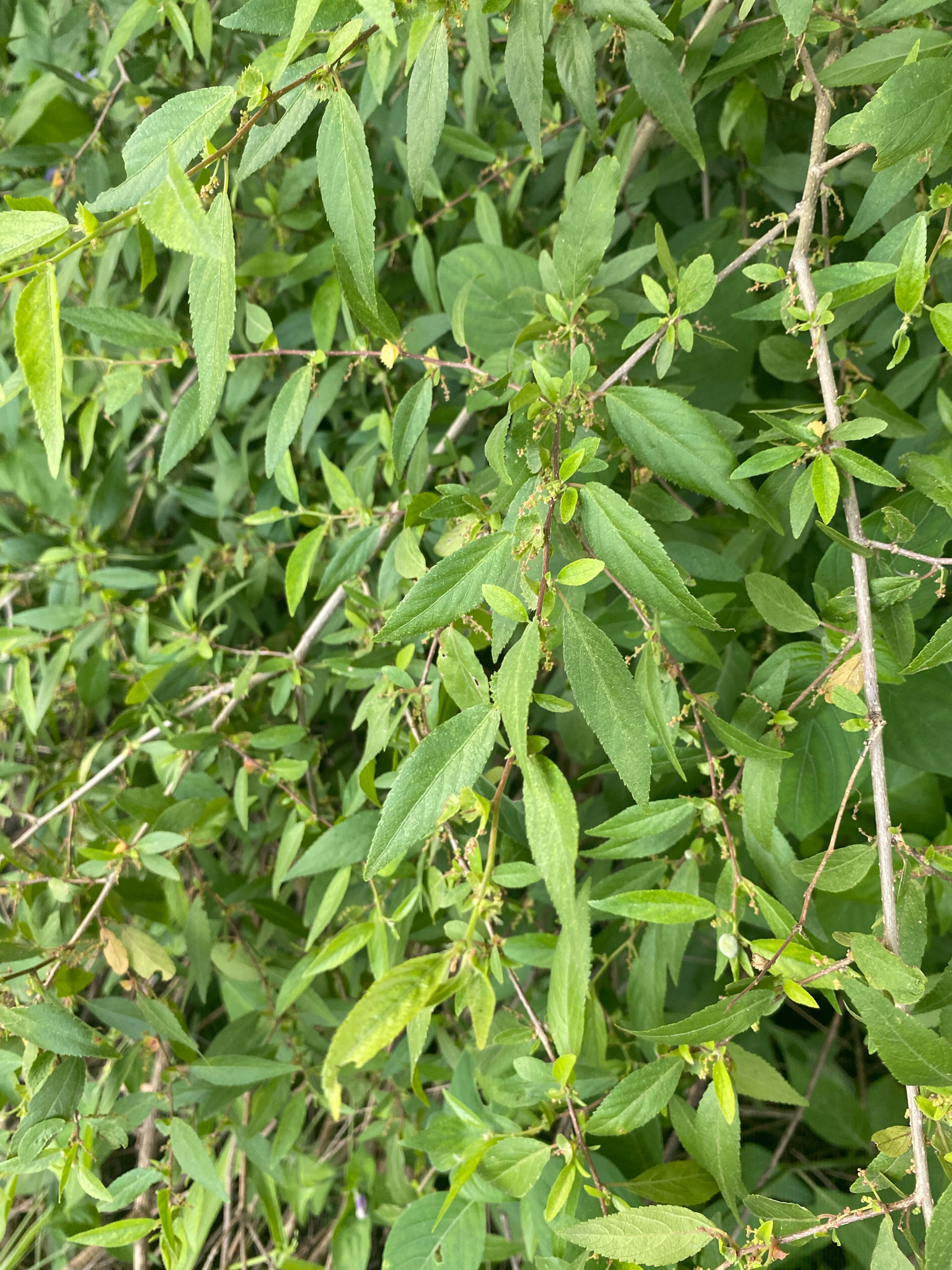 Acalypha lycioides 3