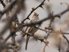 Carpodacus