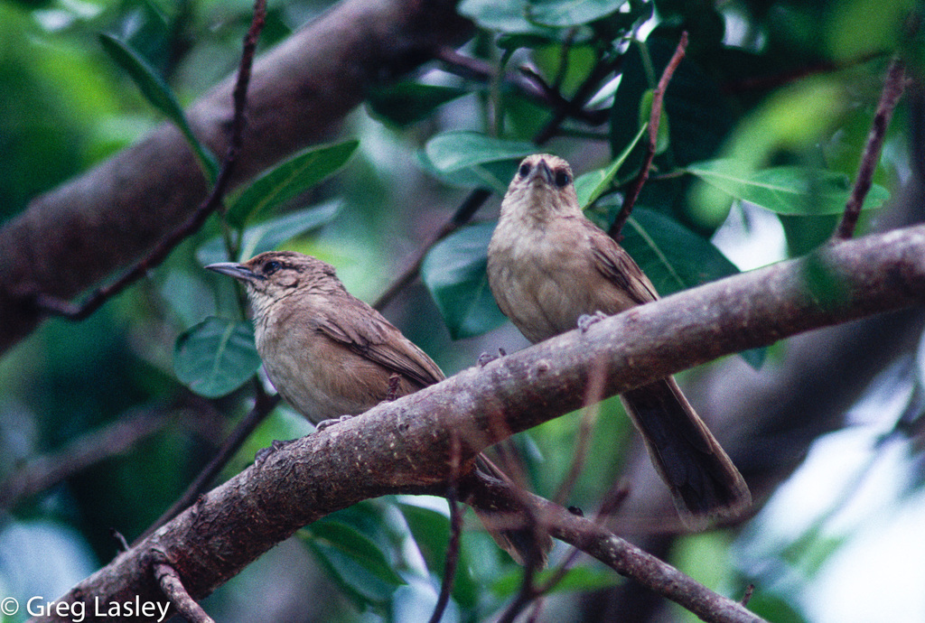 Plain Thornbird (Phacellodomus inornatus) photo