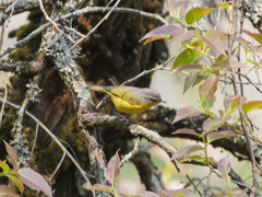 Phylloscopus xanthoschistos