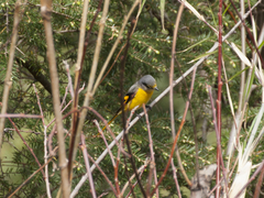 Pericrocotus ethologus