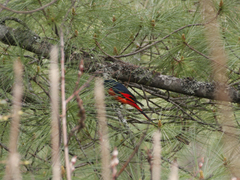 Pericrocotus ethologus