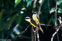 Phelpsia inornata