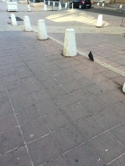 Columba livia domestica