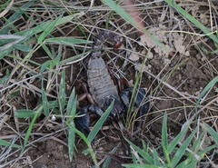Opistophthalmus