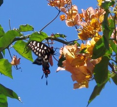 Pharmacophagus antenor