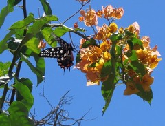 Pharmacophagus antenor