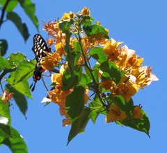 Pharmacophagus antenor