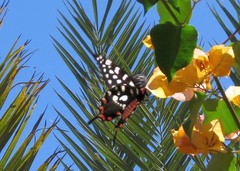 Pharmacophagus antenor