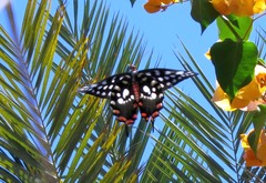 Pharmacophagus antenor