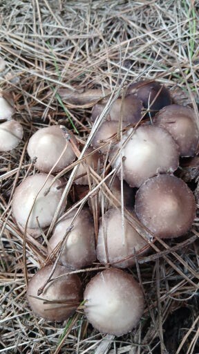 Candolleomyces candolleanus · January 2026 · photo: © rayjackson (iNaturalist, cc-by)