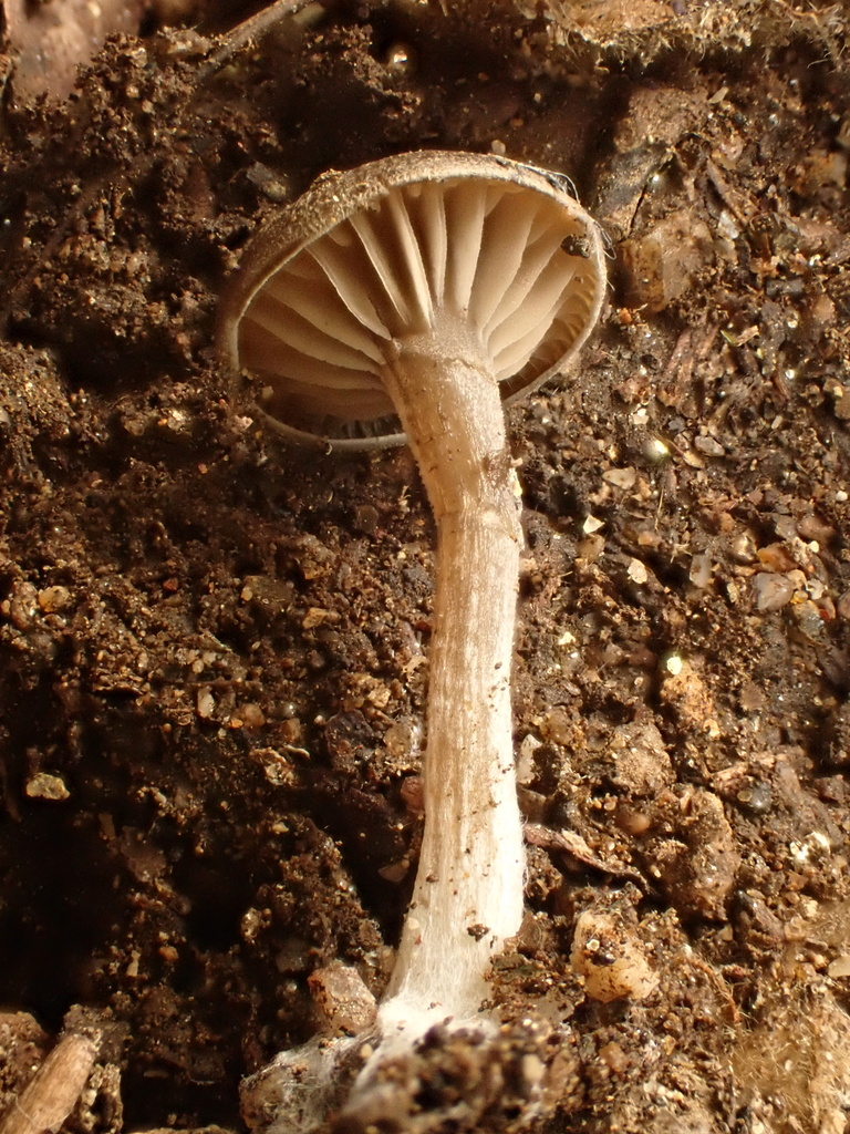 Pseudoclitocybe cyathiformis · January 2026 · photo: © reago (iNaturalist, cc-by)