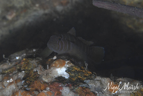 Banded reef goby (Priolepis cincta) — Gobiidae