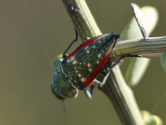 Lampetis plagiata