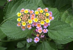 Lantana camara