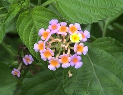 Lantana camara