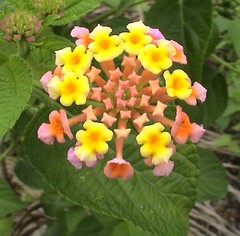 Lantana camara