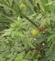 Cardiospermum halicacabum