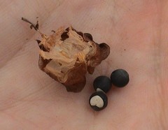 Cardiospermum halicacabum