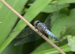 Brachydiplax chalybea