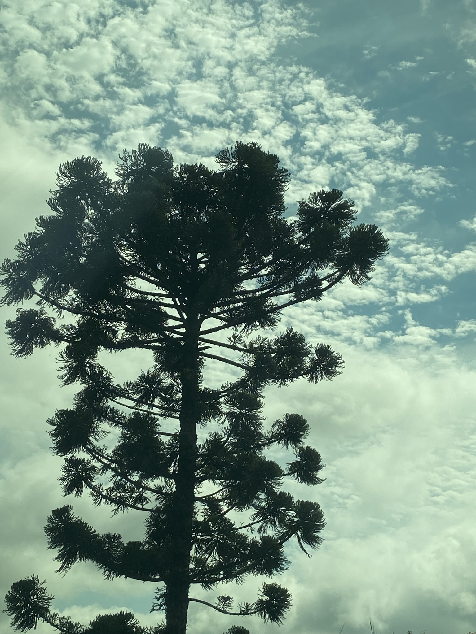 Araucaria angustifolia