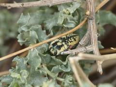 Achardella denticollis
