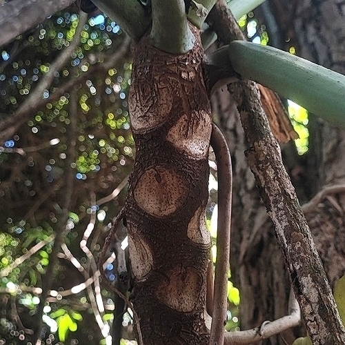 Foto de Guaimbê