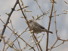 Carpodacus