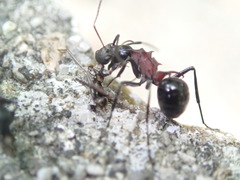 Polyrhachis lamellidens