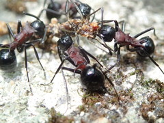 Polyrhachis lamellidens