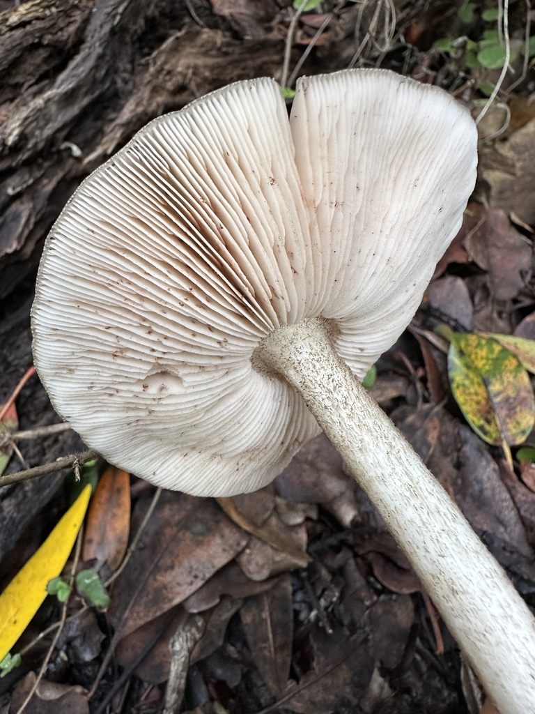 Pluteus exilis · January 2026 · photo: © ocean_beach_goth (iNaturalist, cc-by)