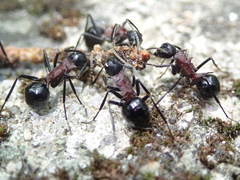 Polyrhachis lamellidens