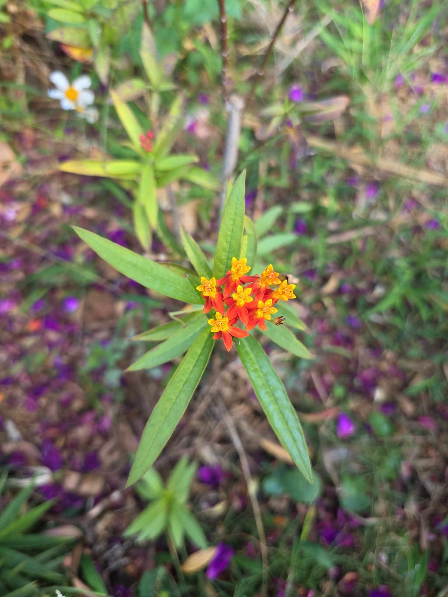 Asclepias curassavica (Asclepias curassavica)