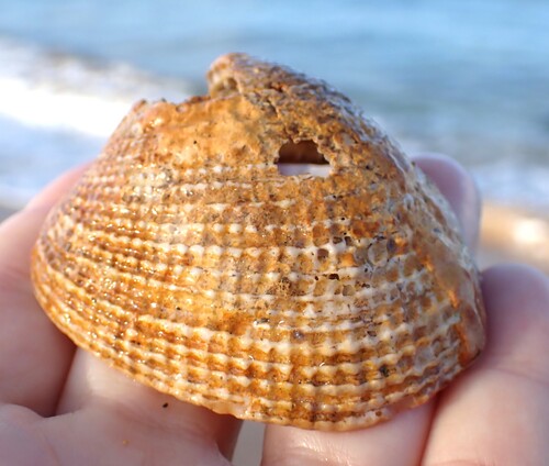 Antigona reticulata observed 2026-01-30
