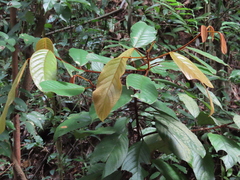 Elaeocarpus ferrugineus