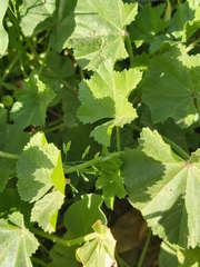 Malva parviflora