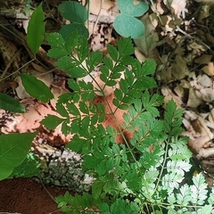 Jacaranda micrantha