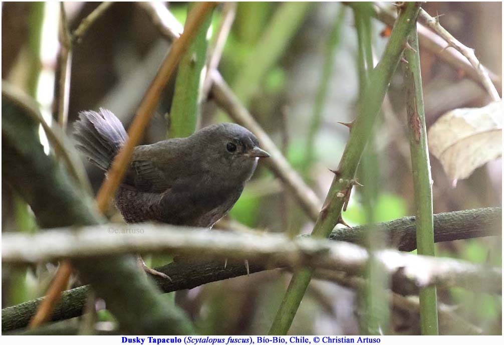 Dusky Tapaculo photo