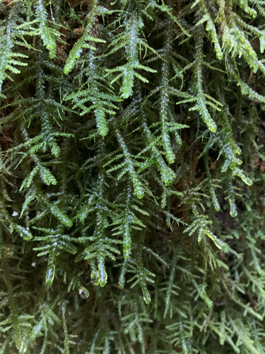 Menzies' metaneckera moss (Neckera menziesii)