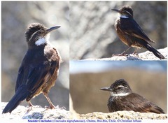 Cinclodes nigrofumosus