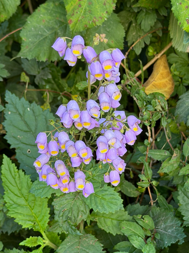 Jovellana punctata, photograph 5