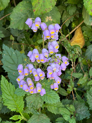 Jovellana punctata, photograph (c) Cody Hinchliff, some rights reserved (CC BY)