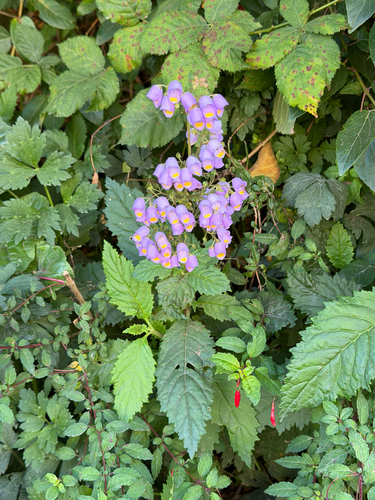 Jovellana punctata, photograph 4