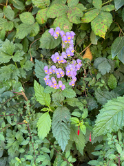 Jovellana punctata, photograph (c) Cody Hinchliff, some rights reserved (CC BY)